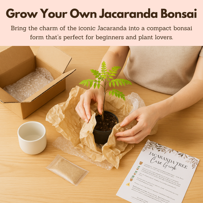 Blue Jacaranda Bonsai Tree Starter Kit – 3" Pot with White Ceramic Planter & Sand Topper