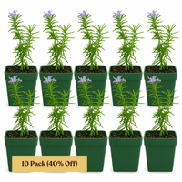 Mini Purple Flower Rosemary Plant Starter - Outdoor Herb Garden
