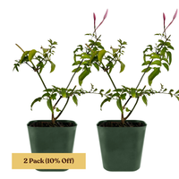 Pink Jasmine Vine - Fragrant Jasminum Polyanthum Starter Plant
