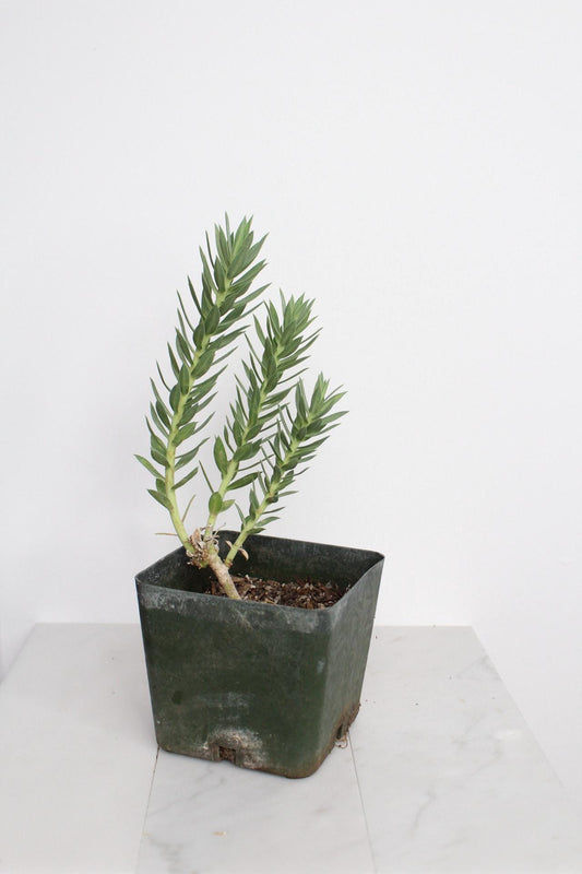 Desert Garden Succulent Yellow Flower Collection Drought Resistant Plant Low Maintenance Growing Option Modern Home Accent Two Foot Tall Specimen Hardy Growing Zones Outdoor Garden Feature Architectural Statement Piece Beautiful Blooming