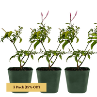Pink Jasmine Vine - Fragrant Jasminum Polyanthum Starter Plant