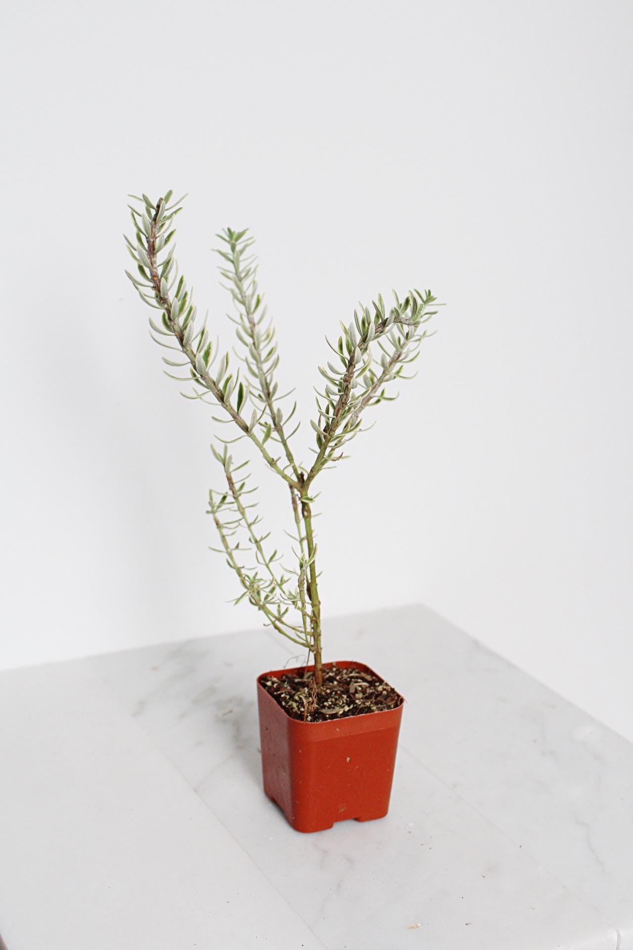 Small Evergreen Shrub Coastal Rosemary Container Plant Perfect Patio Garden Gray Variegated Foliage Drought Resistant Landscape Addition Beautiful Garden Accent Year Round Interest Easy Growing Plant Outdoor Living Space Design Essential