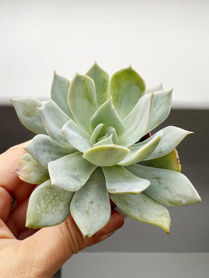 Succulent Plants 2" Mini Potted Succulents for Indoor Echeveria Desmetiana Home Office Decor Wedding Baby Shower Party Favors Gifts for Her Wedding Baby Shower Party Favors - Live Succulent 2.5-inch Collection