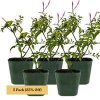 Pink Jasmine Vine - Fragrant Jasminum Polyanthum Starter Plant