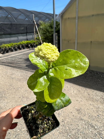 Custom Upgrade | Pick Your Plant Before Shipping