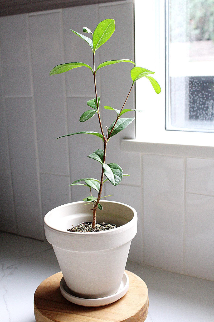 Garden Ready Pineapple Guava Plant Tropical Evergreen Shrub Edible Fruit Producer Beautiful Flowering Plant Container Grown Starter Size Perfect Landscaping Addition Growing Guide Included Live Plant Premium Quality Collection