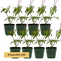 Pink Jasmine Vine - Fragrant Jasminum Polyanthum Starter Plant