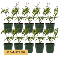 Pink Jasmine Vine - Fragrant Jasminum Polyanthum Starter Plant