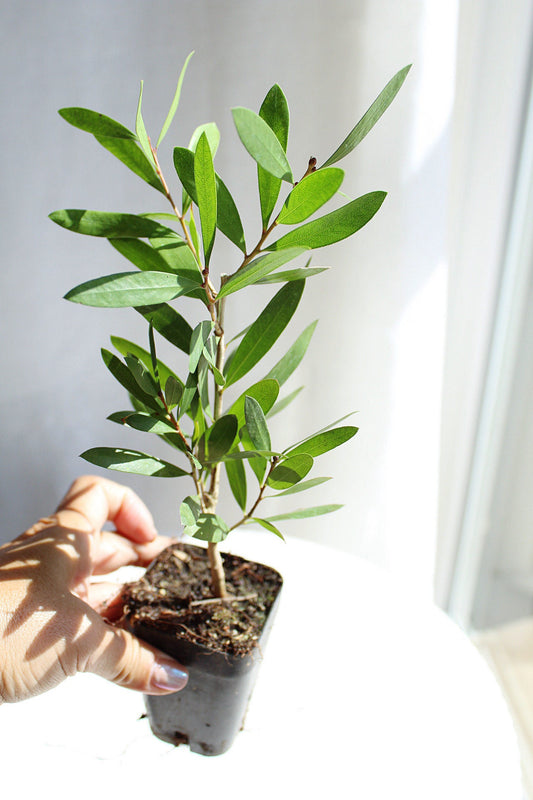 Purple Bottlebrush Starter Plant Callistemon Citrinus Jeffersii Starter Plant Shrub Pink Floral Live Plant Landscape Outdoor Garden Plant