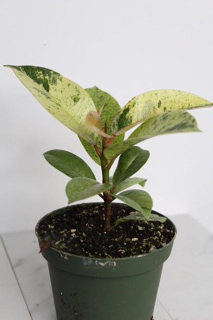Bright Variegated Ficus Yellow Rubber Tree Indoor Plant Gift Rare Shivereana Moonshine 4 Inch Pot Houseplant Ficus Starter Tropical Plant