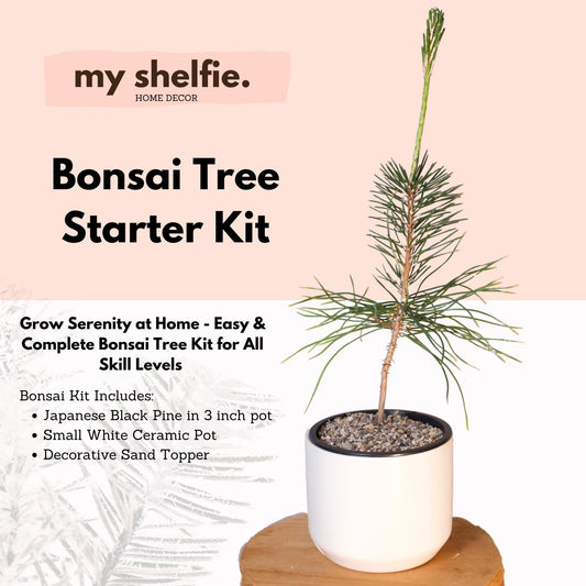 Beginner Bonsai Set Complete Japanese Pine Starter Kit Perfect Dad Gift Home Gardening Bundle White Ceramic Planter Decorative Sand Topper First Time Growing Collection Outdoor Plant Display Small Space Garden Essential Beautiful Balcony Sand, Pot, Pinus Thungerii