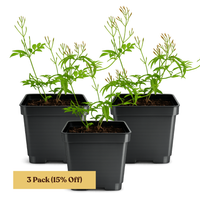 Large Pink Jasmine Vine - Fragrant Jasminum Polyanthum Starter Plant