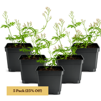Large Pink Jasmine Vine - Fragrant Jasminum Polyanthum Starter Plant