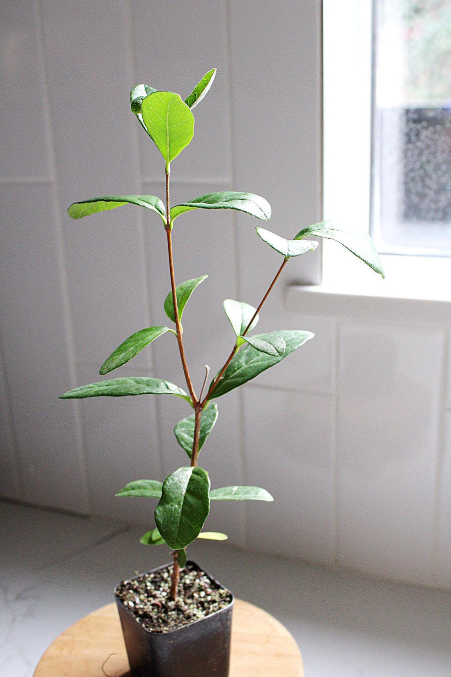 Edible Garden Plant Pineapple Guava Tropical Evergreen Shrub Flowering Container Plant Beautiful Landscape Addition Starter Size Growing Guide Perfect Home Garden Essential Live Plant Delivery Ready Garden Collection Premium Quality