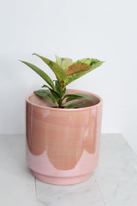 Bright Variegated Ficus Yellow Rubber Tree Indoor Plant Gift Rare Shivereana Moonshine 4 Inch Pot Houseplant Ficus Starter Tropical Plant