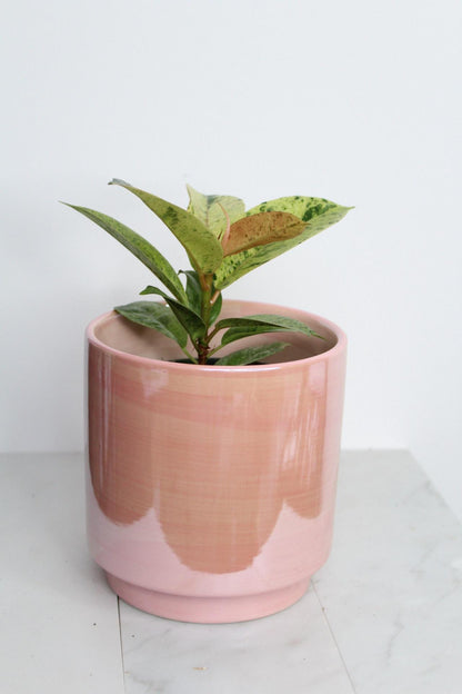 Bright Variegated Ficus Yellow Rubber Tree Indoor Plant Gift Rare Shivereana Moonshine 4 Inch Pot Houseplant Ficus Starter Tropical Plant