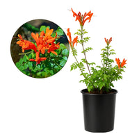 Orange Cape Honeysuckle – Climbing Garden Shrub (1 Gallon)