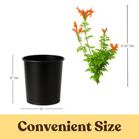 Orange Cape Honeysuckle – Climbing Garden Shrub (1 Gallon)