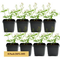 Large Pink Jasmine Vine - Fragrant Jasminum Polyanthum Starter Plant
