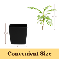 Jacaranda Tree Starter – Purple Flowering Tropical Plant for Garden