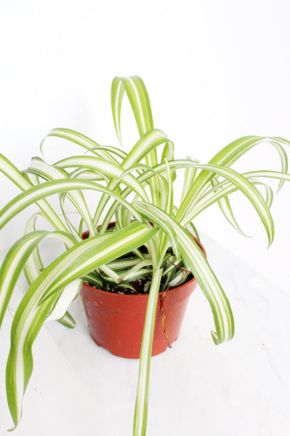 Reverse Variegated Spider Plant Chlorophytum Spider Indoor Plant Retro Indoor House Plant 4 inch Tropical White Leaf Garden Hanging Plant