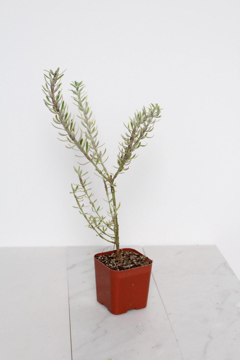 Drought Tolerant Plant Coastal Rosemary Evergreen Shrub Small Container Growing Gray Variegated Westringia Perfect Patio Garden Beautiful Landscape Accent Year Round Interest Easy Care Garden Essential Living Outdoor Collection Design