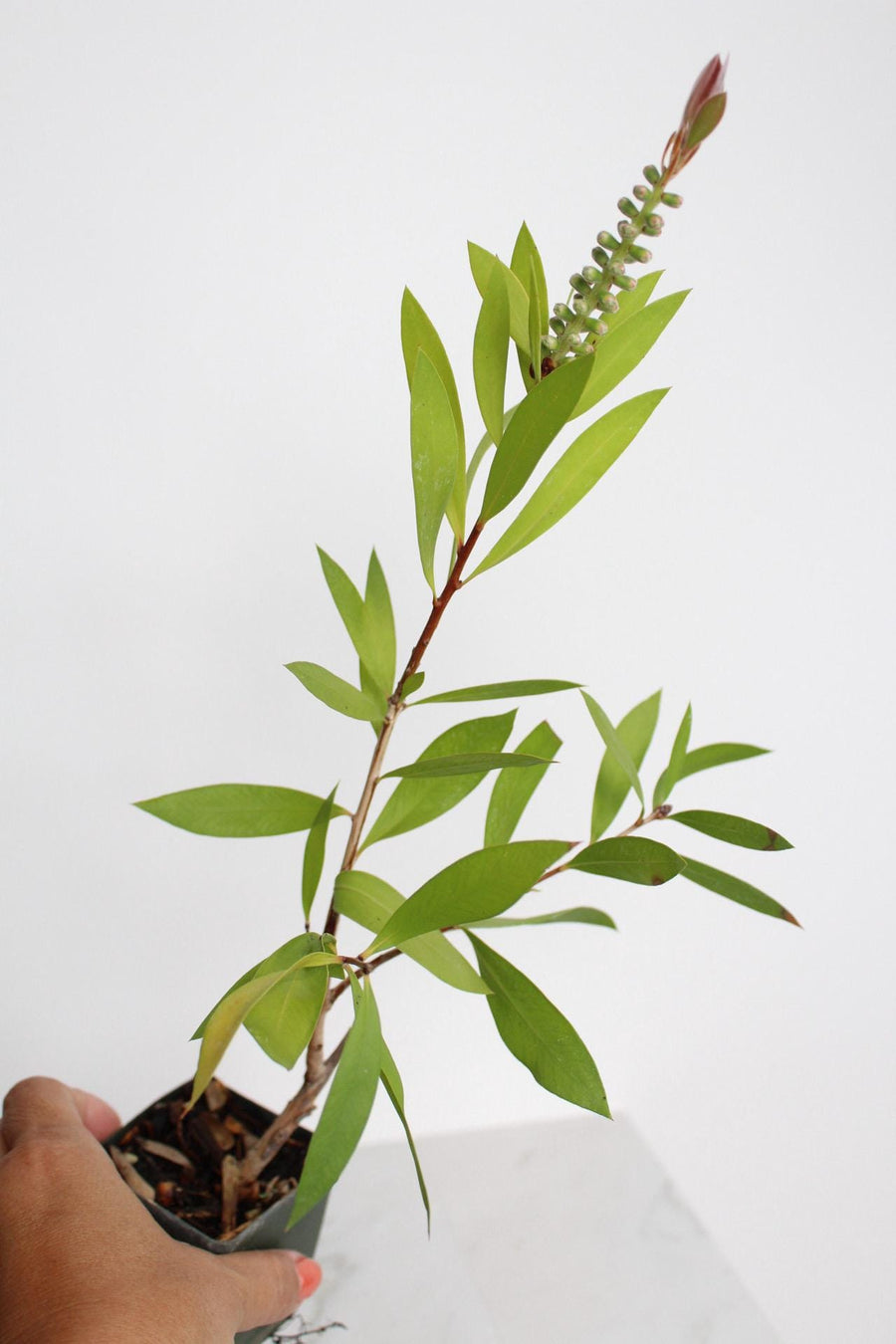 Red Bottlebrush Starter Plant Callistemon Citrinus Plant Evergreen Shrub Red Floral Live Plant Landscape Outdoor Pollinator Garden Plant