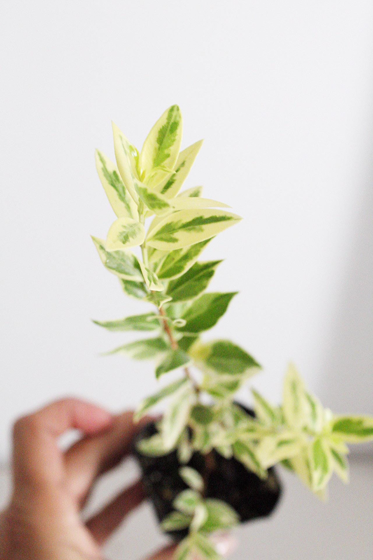 Myrtus Communis Variegata Live Plant Variegated Plants Mediterranean Herbs Small Space Gardening Container Plants Indoor Outdoor Plant Beginner Friendly Plants Plant Lover Gift Gift for Gardener Apartment Gardening Patio Plants Balcony