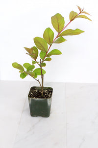 Purple Bonsai Tree Muskogee Crape Myrtle Live Starter Plant Purple Flower Gift for Garden Landscaper Outdoor Floral Plant Lagerstroemia