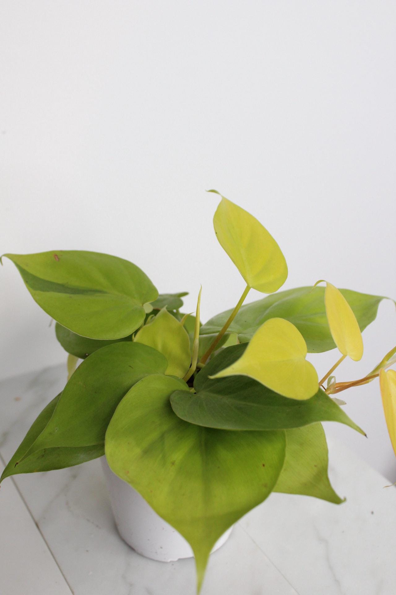 Live Indoor Philodendron Cordatum Neon Yellow Heart Leaf Vine Plant Gift for Office Plant Lover Tropical Foliage Easy Care Plant Gift Friend