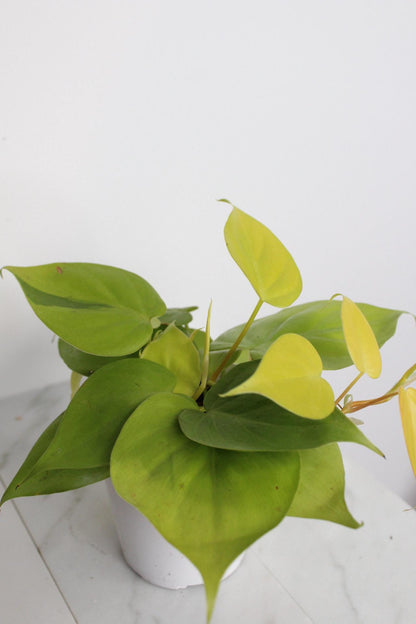 Live Indoor Philodendron Cordatum Neon Yellow Heart Leaf Vine Plant Gift for Office Plant Lover Tropical Foliage Easy Care Plant Gift Friend