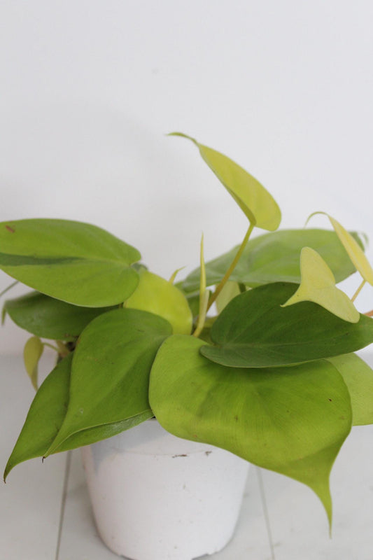 Live Indoor Philodendron Cordatum Neon Yellow Heart Leaf Vine Plant Gift for Office Plant Lover Tropical Foliage Easy Care Plant Gift Friend