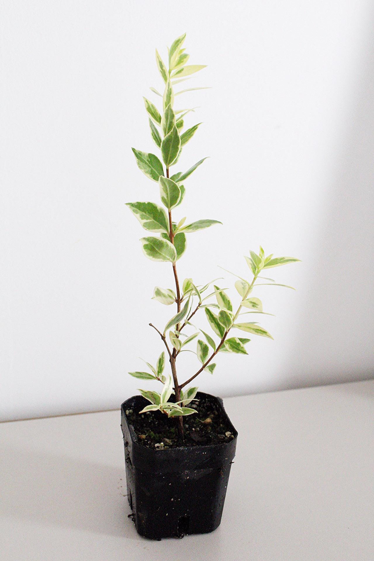 Variegated Mediterranean Plant Live Plant Patio Garden Indoor Outdoor Plant Easy Care Starter Plant Fragrant Herb Small Garden Apartment Garden Container Garden Plant Lover Gift Gift For Gardener