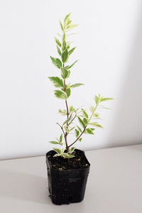 Variegated Mediterranean Plant Live Plant Patio Garden Indoor Outdoor Plant Easy Care Starter Plant Fragrant Herb Small Garden Apartment Garden Container Garden Plant Lover Gift Gift For Gardener