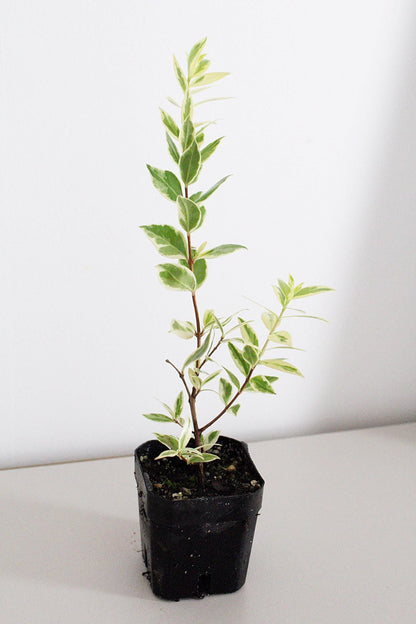 Variegated Mediterranean Plant Live Plant Patio Garden Indoor Outdoor Plant Easy Care Starter Plant Fragrant Herb Small Garden Apartment Garden Container Garden Plant Lover Gift Gift For Gardener