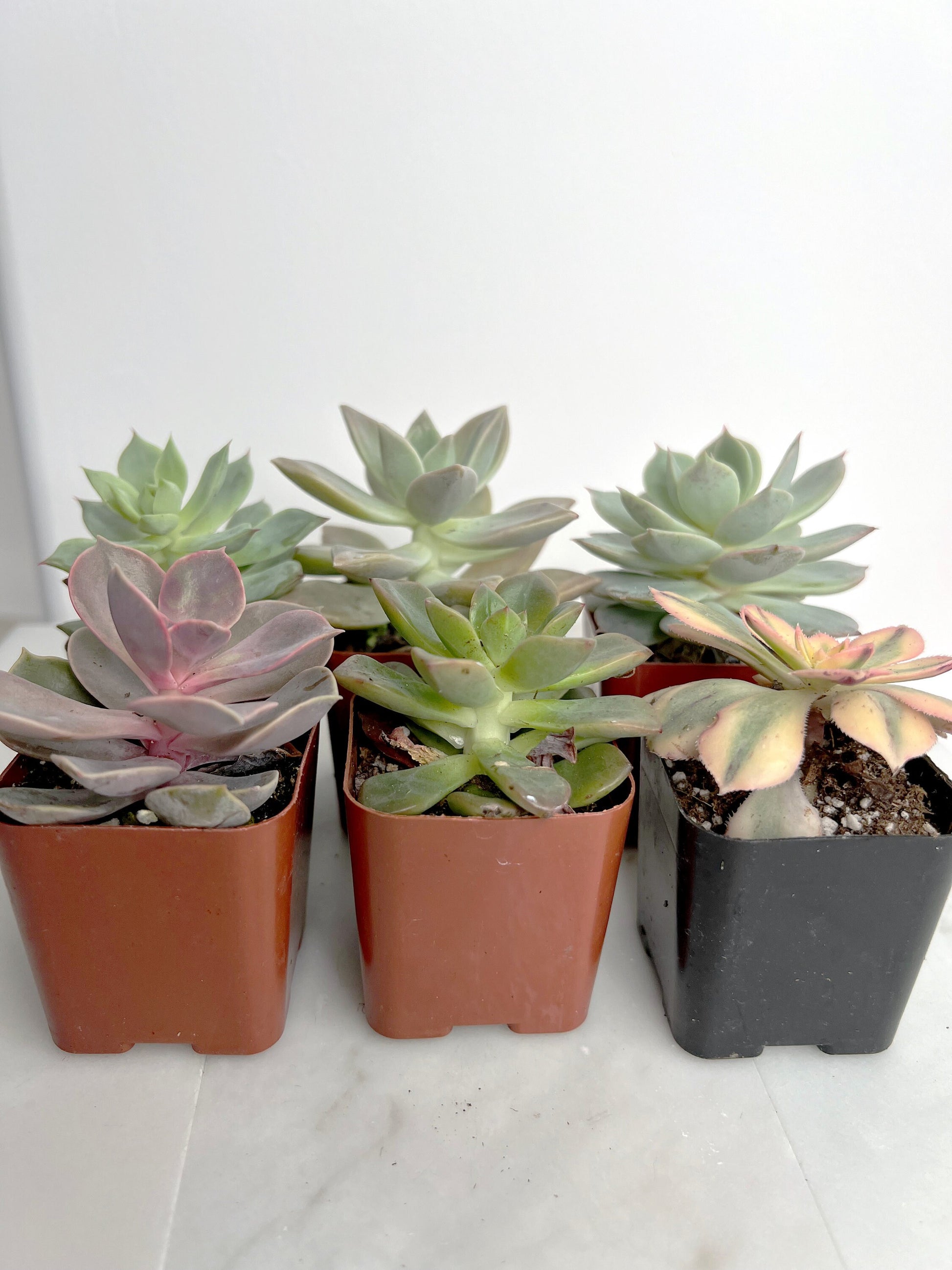 6 Pack Assorted Succulent Variety Pack Assorted 2 inch Potted Succulents Shower Party Favors Wedding Succulent Arrangement House Plant Start