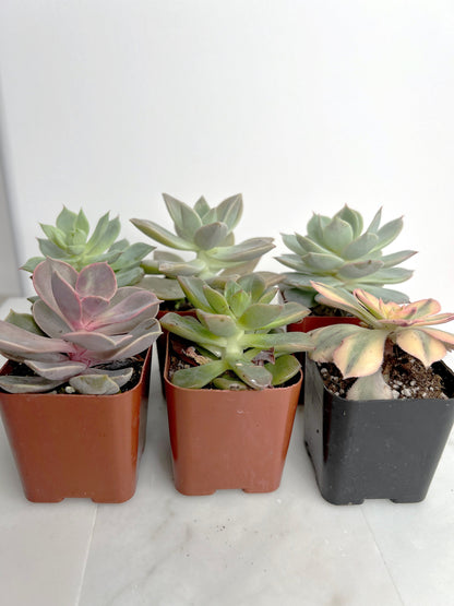 6 Pack Assorted Succulent Variety Pack Assorted 2 inch Potted Succulents Shower Party Favors Wedding Succulent Arrangement House Plant Start