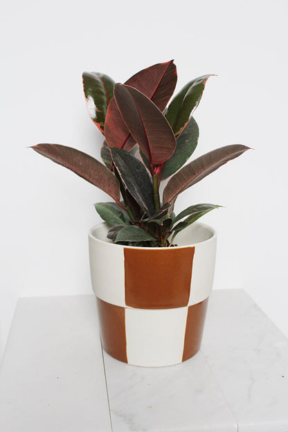 Variegated Pink Rubber Tree Pink Houseplant Ficus Decora Ruby Pink Plant Indoor House Plant Garden Tropical Indoor Live Plant Rubber Fig Trendy Checkered Pot on Plant Stand Home Decor Gift