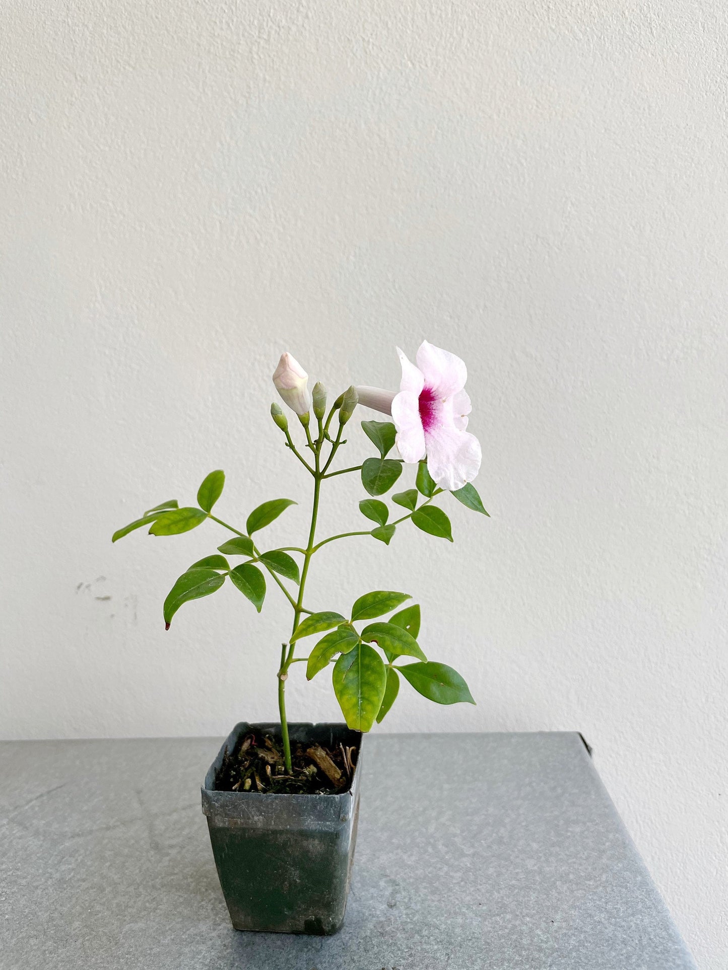 Pink Bower Vine Plant Garden Climbing Vine Pink Flower Ornamental Perennial Plant Pink Pandorea Jasminoides Pink Floral Vine Outdoor Decor