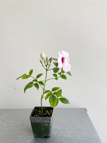 Pink Bower Vine Plant Garden Climbing Vine Pink Flower Ornamental Perennial Plant Pink Pandorea Jasminoides Pink Floral Vine Outdoor Decor