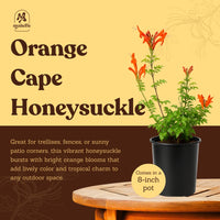 Orange Cape Honeysuckle – Climbing Garden Shrub (1 Gallon)