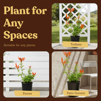 Orange Cape Honeysuckle – Climbing Garden Shrub (1 Gallon)