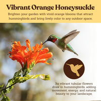 Orange Cape Honeysuckle – Climbing Garden Shrub (1 Gallon)