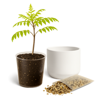 Blue Jacaranda Bonsai Tree Starter Kit – 3" Pot with White Ceramic Planter & Sand Topper