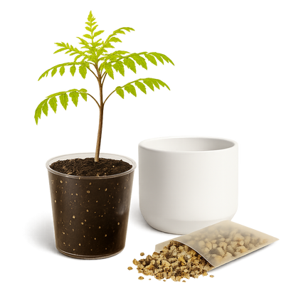 Blue Jacaranda Bonsai Tree Starter Kit – 3" Pot with White Ceramic Planter & Sand Topper
