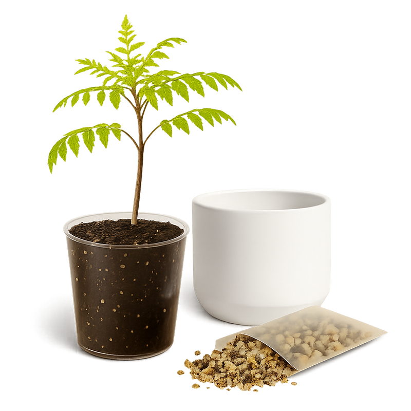 Blue Jacaranda Bonsai Tree Starter Kit – 3" Pot with White Ceramic Planter & Sand Topper