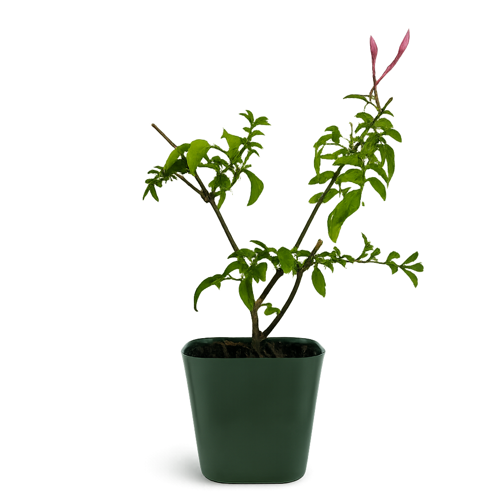 Pink Jasmine Vine - Fragrant Jasminum Polyanthum Starter Plant