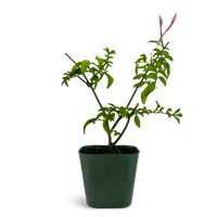 Pink Jasmine Vine - Fragrant Jasminum Polyanthum Starter Plant