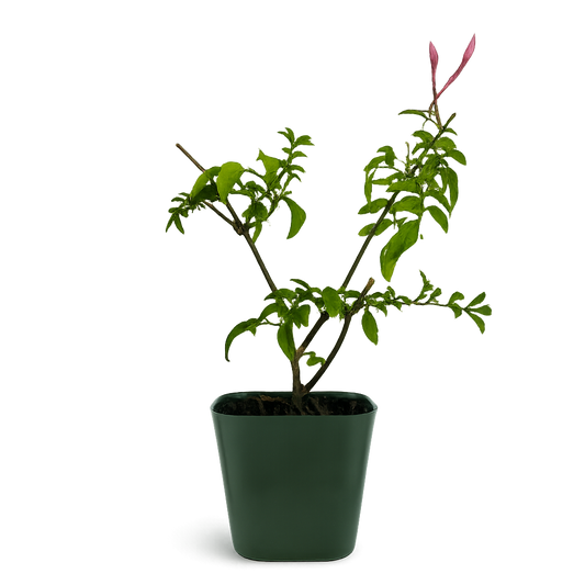 Pink Jasmine Vine - Fragrant Jasminum Polyanthum Starter Plant