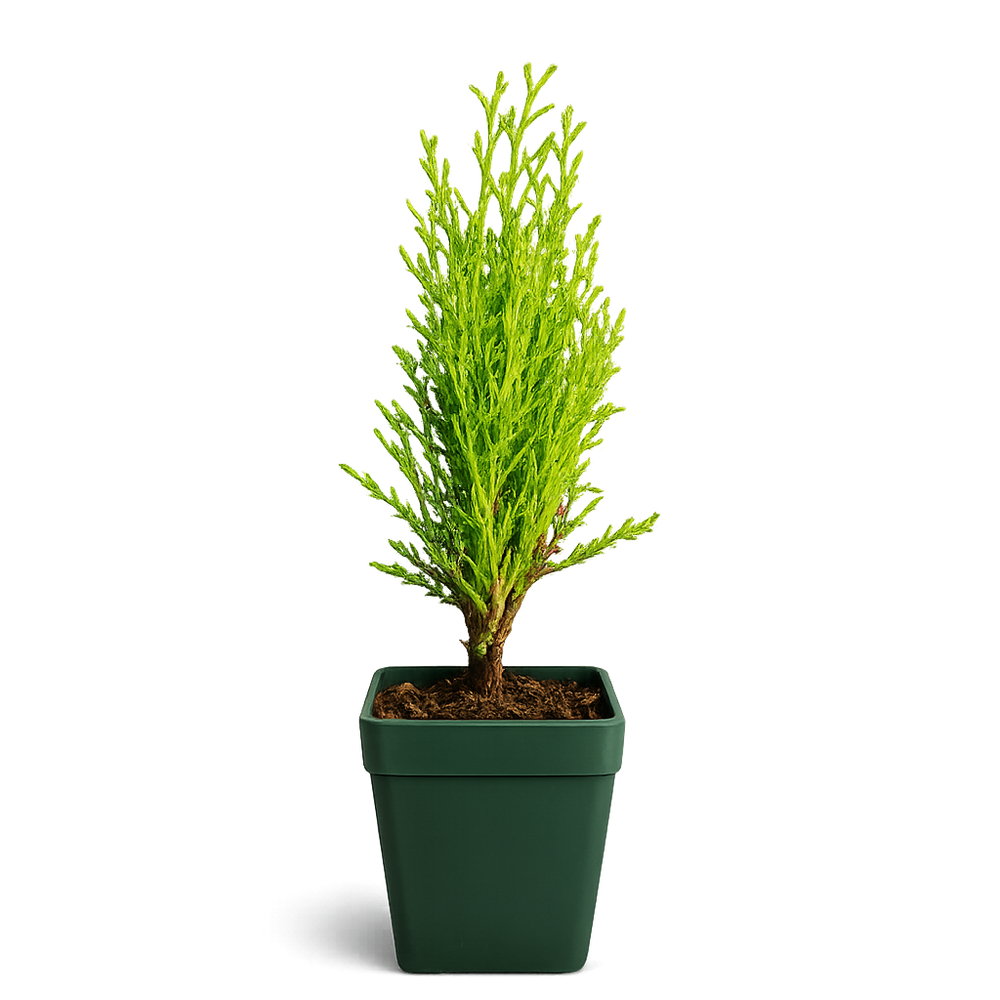 Italian Cypress ‘Tiny Tower’ – Evergreen Bonsai Starter Tree